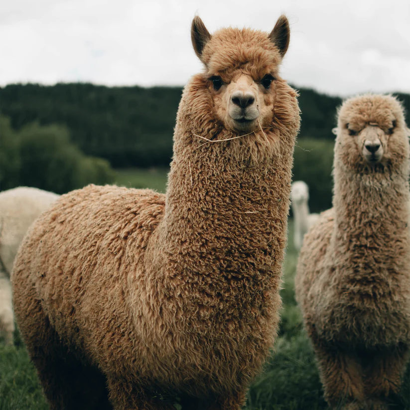 Alpaca Dryer Balls (1)